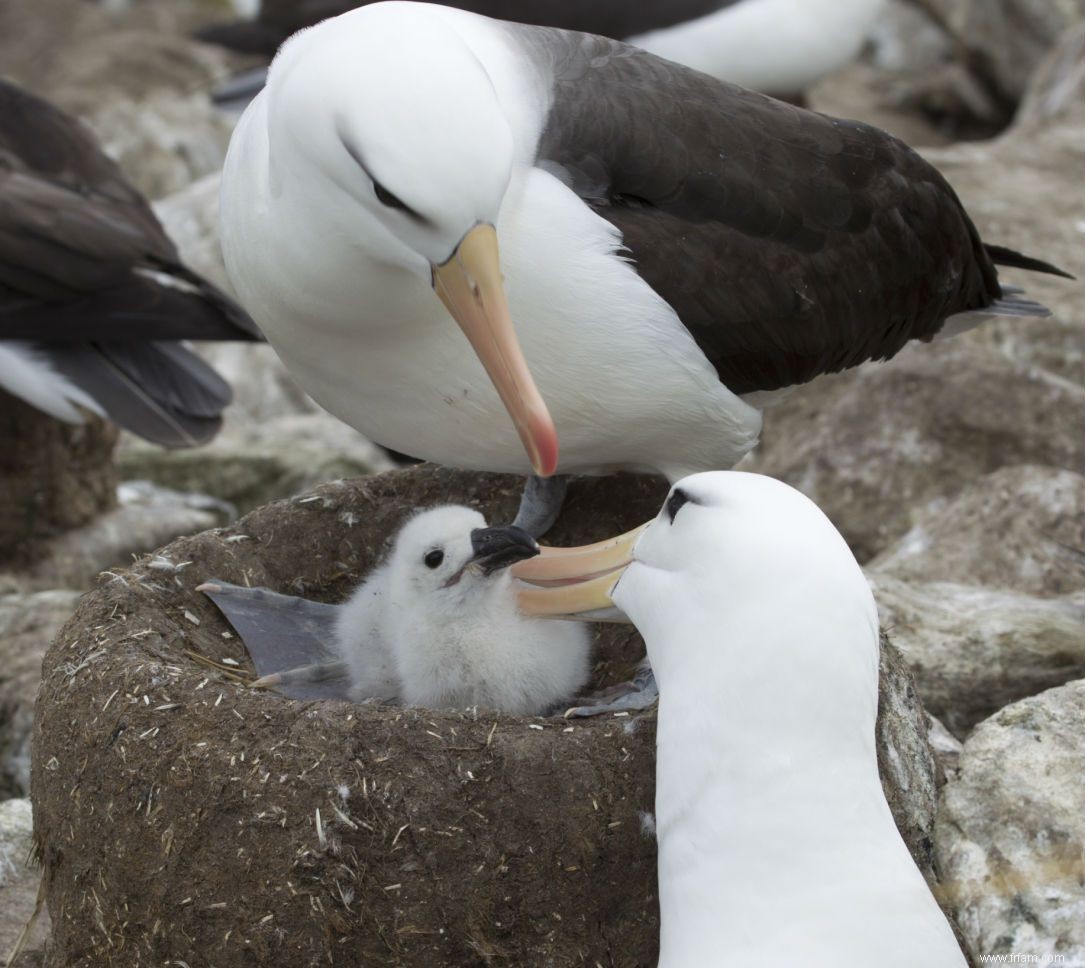 8 animaux qui s accouplent pour la vie 