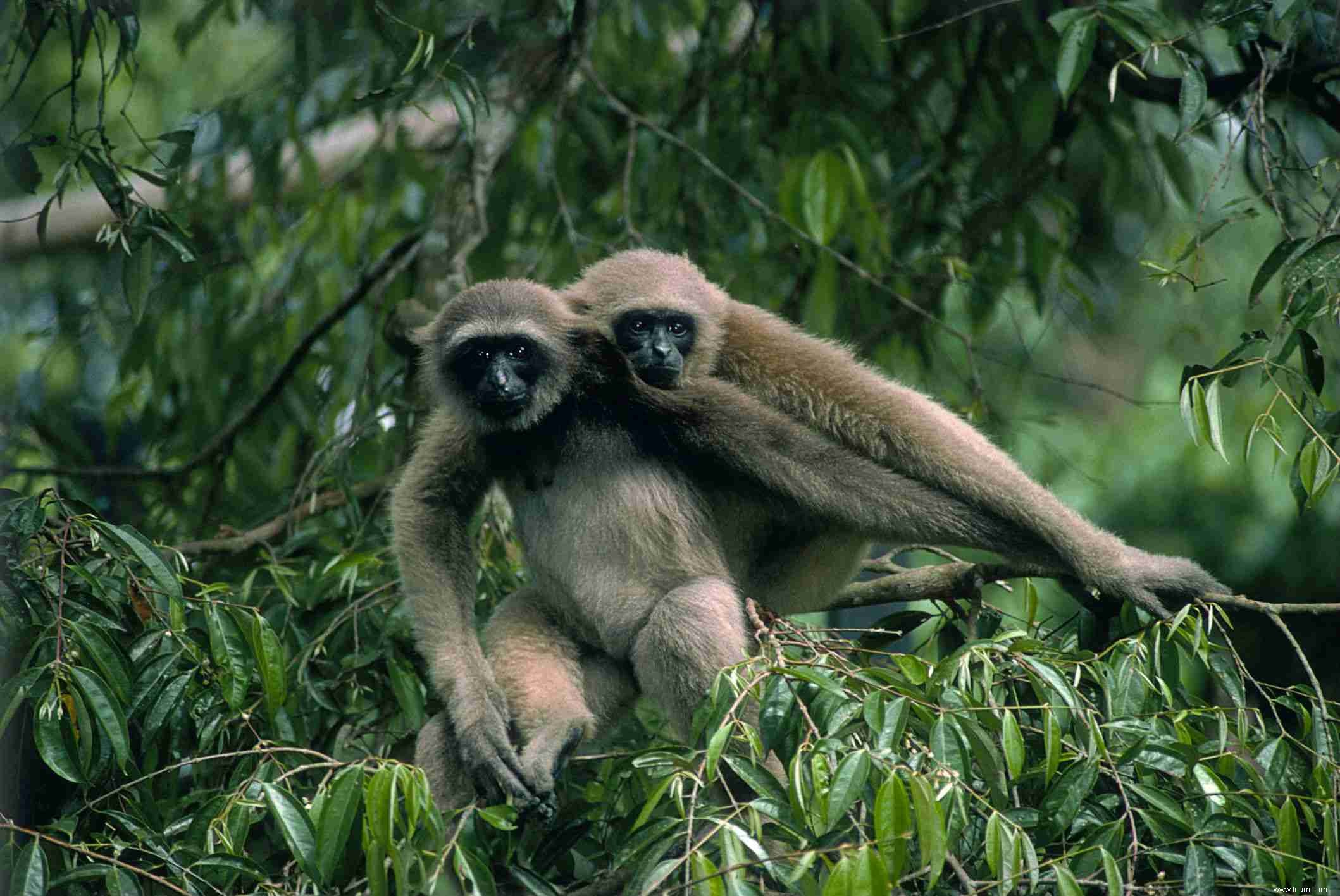 8 animaux qui s accouplent pour la vie 