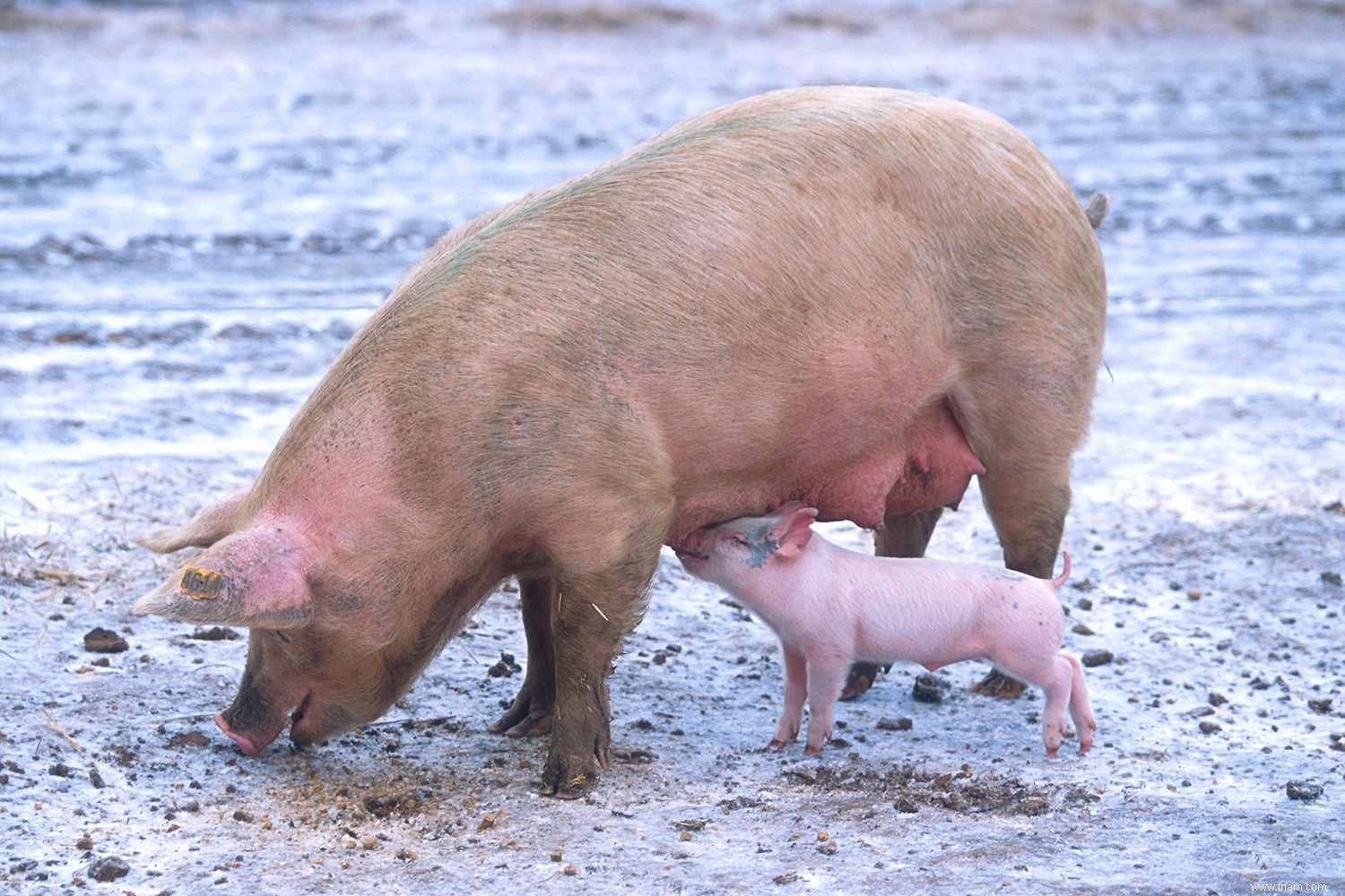 12 stéréotypes animaux et la vérité derrière eux 