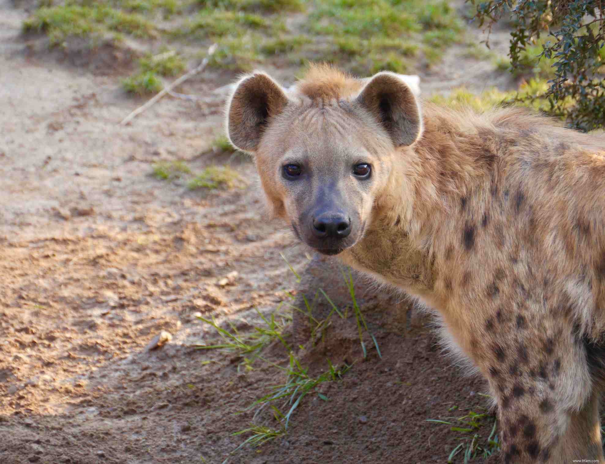 12 stéréotypes animaux et la vérité derrière eux 