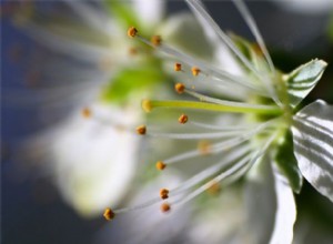 Comment créer des photographies de rêve avec une lentille gratuite 