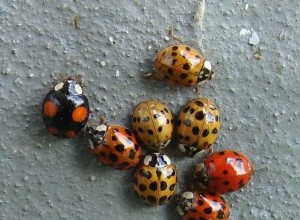 La coccinelle asiatique chasse les espèces indigènes 