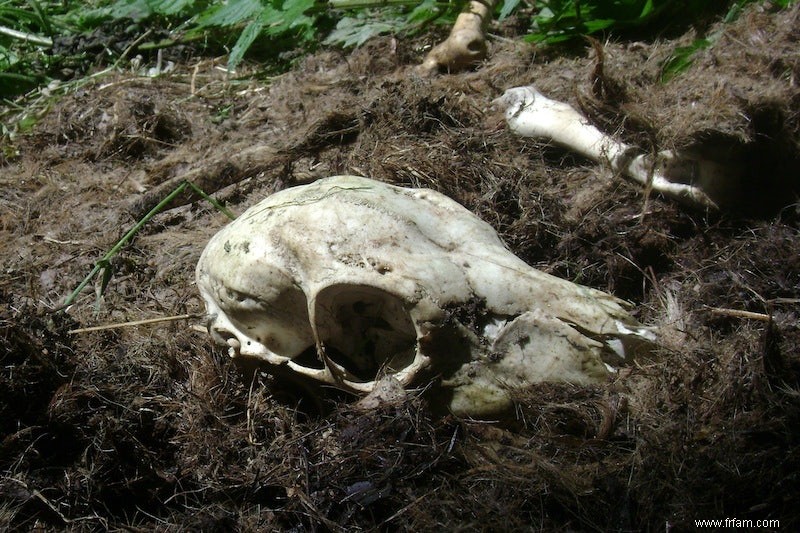 Promenade en forêt le long de la mort 