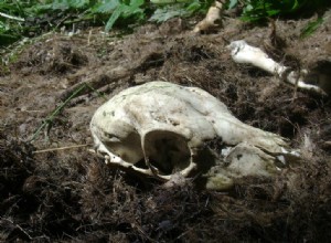 Promenade en forêt le long de la mort 