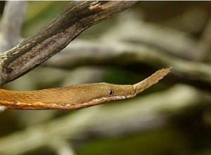 Des scientifiques belges découvrent 40 nouvelles espèces de reptiles 