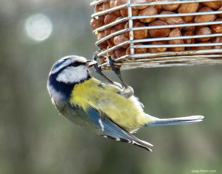 Dame mésange bleue veut un homme avec un bon système immunitaire 