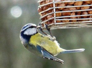 Dame mésange bleue veut un homme avec un bon système immunitaire 