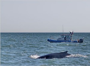 Baleines stressées 