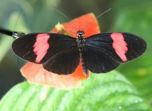 Papillon tombe sur d autres espèces 