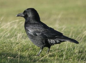 Les corbeaux reconnaissent les voix familières 