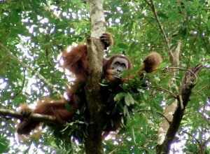 Orangs-outans dans les nids 