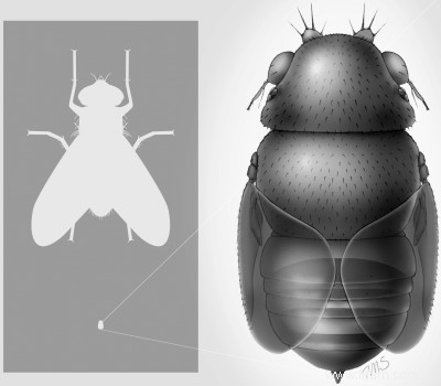 La plus petite mouche du monde décapite les fourmis 