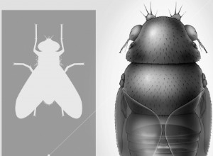 La plus petite mouche du monde décapite les fourmis 