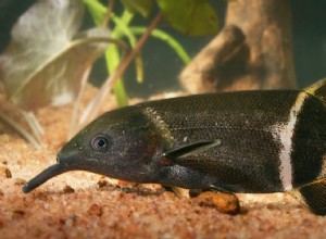 Le poisson éléphant voit la couleur dans le noir 