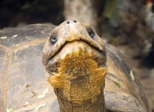 Lonesome George fait-il son retour ? 