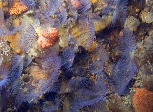 Nouvelle espèce animale à Oosterschelde 