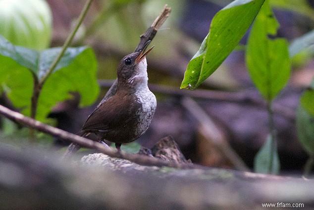 Les oiseaux ne chantent pas une chanson après tout 