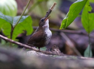 Les oiseaux ne chantent pas une chanson après tout 