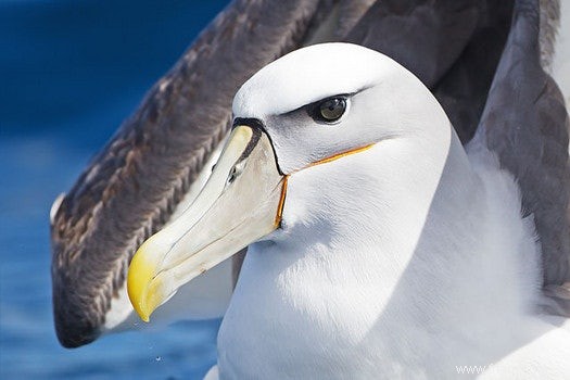 Albatros au-dessus de la mer du Nord 