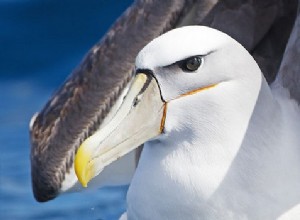 Albatros au-dessus de la mer du Nord 