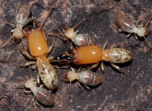 Attaque suicide avec un sac à dos empoisonné 