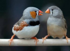 Les oiseaux apprennent à chanter comme les enfants apprennent à parler 