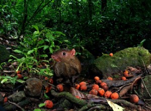 Les rongeurs protègent les espèces d arbres de l extinction 