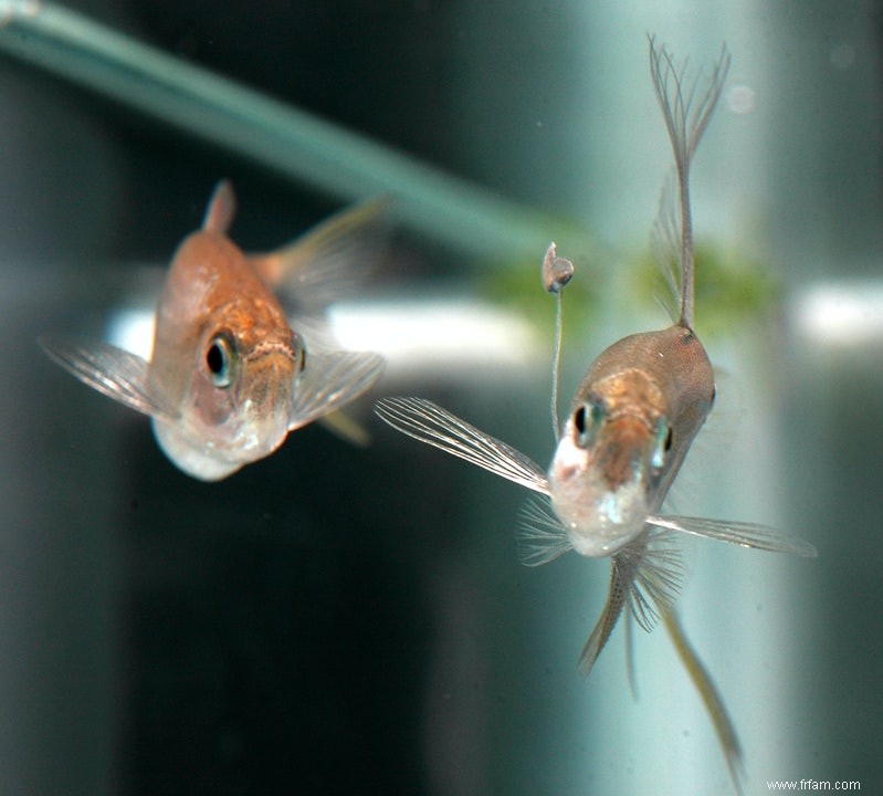 Poisson  pêcher  pour le sexe 