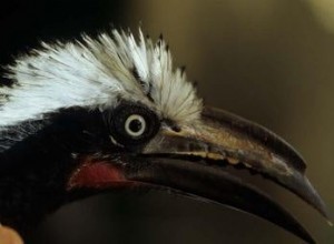 De nouvelles espèces d oiseaux émergent plus rapidement 