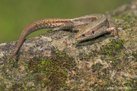 Le nouveau lézard à queue est différent 