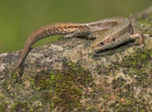 Le nouveau lézard à queue est différent 