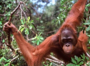 Orang-outan :très aminci, mais génétiquement diversifié 