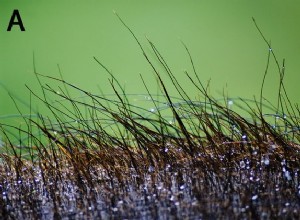 Les poils du corps gardent les éléphants au frais 