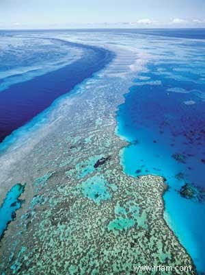 La Grande Barrière de Corail perd la moitié de ses coraux en 27 ans 