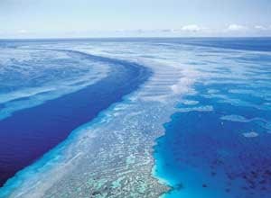 La Grande Barrière de Corail perd la moitié de ses coraux en 27 ans 