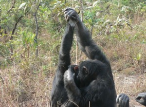 Les gestes de la main des chimpanzés sont-ils de la « culture » ? 