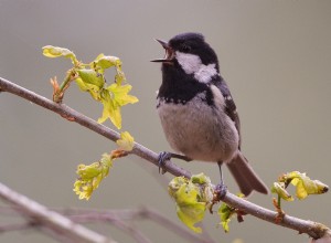 Les hivers rigoureux déciment les oiseaux 