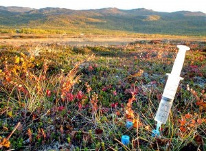 Le réchauffement donne un coup de pouce aux plantes du Grand Nord 