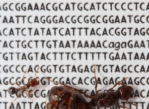 Les fourmis de feu héritent du chromosome social 