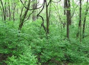 Les plantes envahissantes éradiquent rarement les espèces 