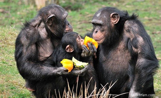 Les chimpanzés ont le sens de la justice 