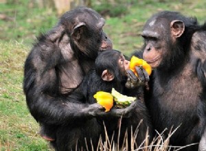 Les chimpanzés ont le sens de la justice 