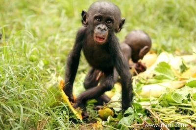 Les bonobos partagent de la nourriture avec des inconnus 