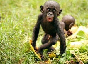 Les bonobos partagent de la nourriture avec des inconnus 