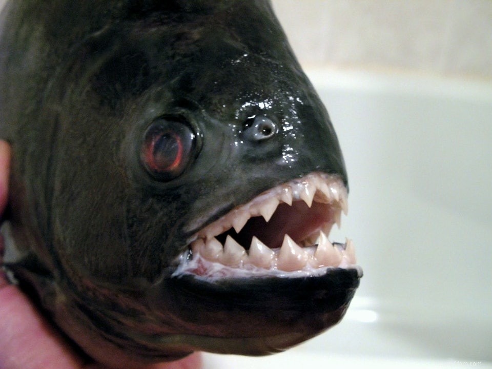 Piranha mord le plus fort 