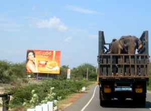 Déplacer des éléphants ne contribue pas à la conservation 