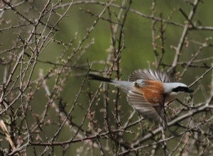 La sécheresse arrête les oiseaux migrateurs 