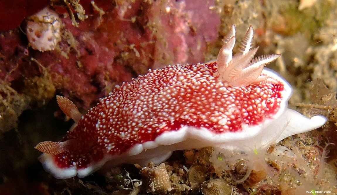 Le nudibranche a un pénis détachable 