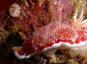 Le nudibranche a un pénis détachable 