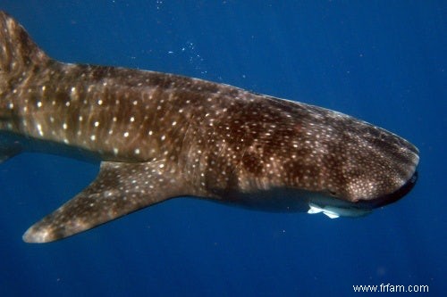 Les photos de vacances en ligne aident à la recherche sur les requins 